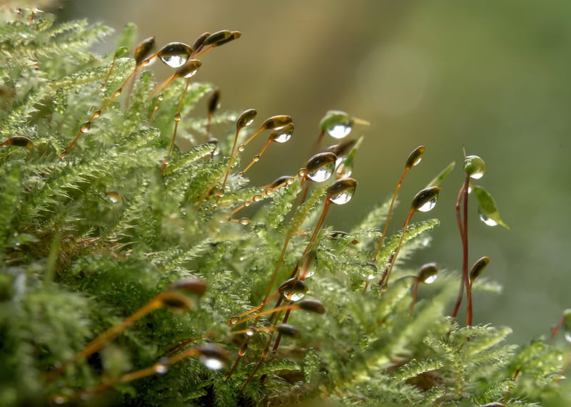 Mossy Table Settings